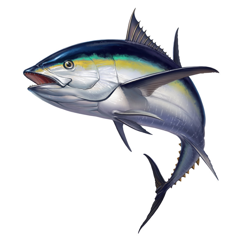 Blackfin Tuna - Wrapped Canvas Print, 51cm H x 51cm W x 3.8cm D