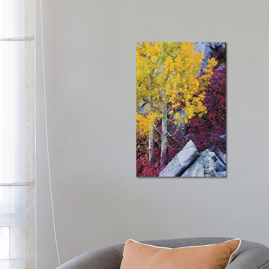 Usa, California, Sierra Nevada Mountains. Mountain Dogwood And Aspen Trees In Autumn. by Jaynes Gallery - Wrapped Canvas Gallery-Wrapped Canvas Giclée