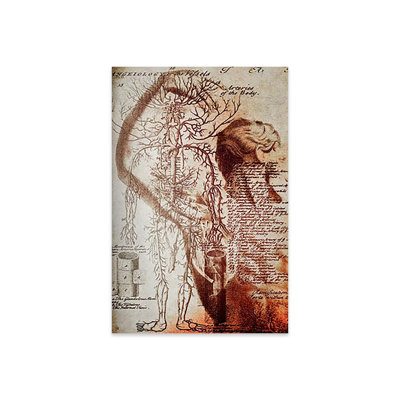Reproduction d'anatomie victorienne sur verre acrylique