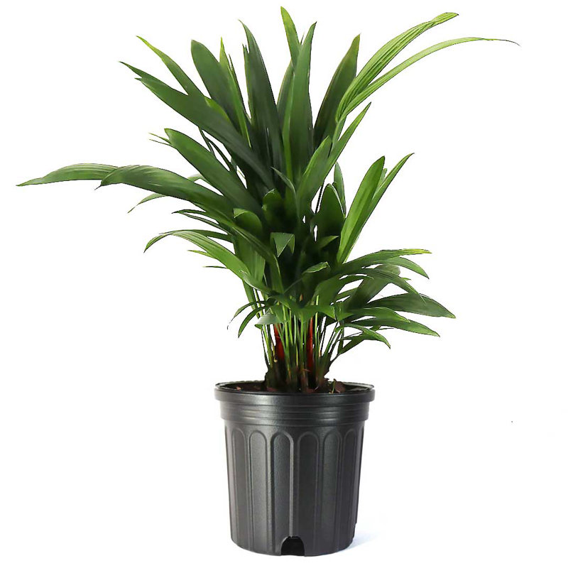 Lipstick Palm Tree in 10-Inch Black Pot for Indoor/Outdoor Use