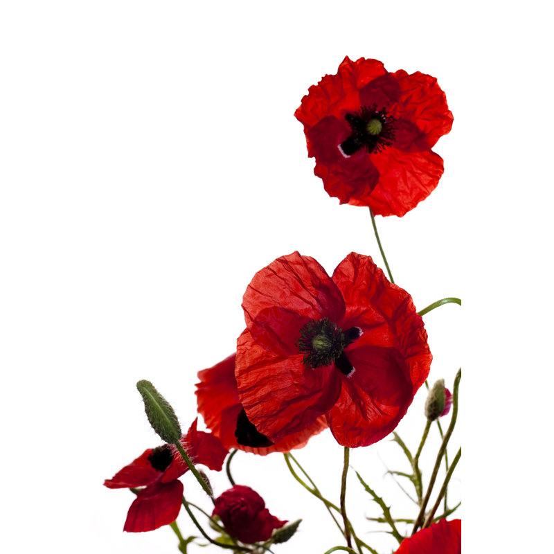«Poppy» par Milous - Photographie sur toile tendue, H 18 po x l 12 po