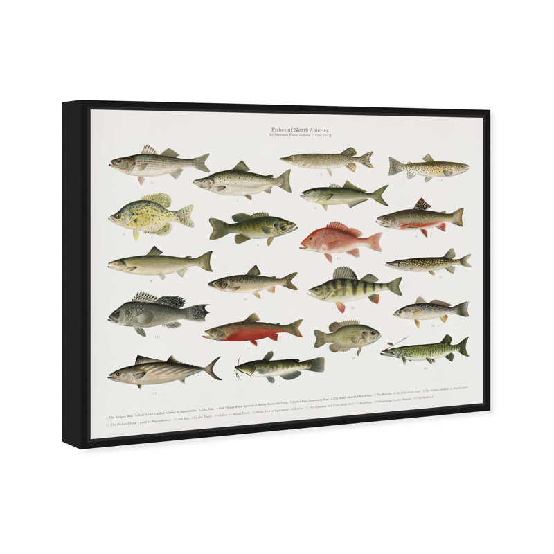 " American Fish " Painting Print, 36" H x 30" W, Black Framed