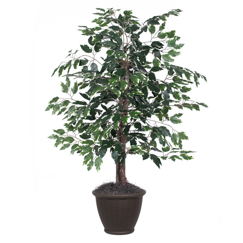 Série de ficus artificiels panachés, Brun