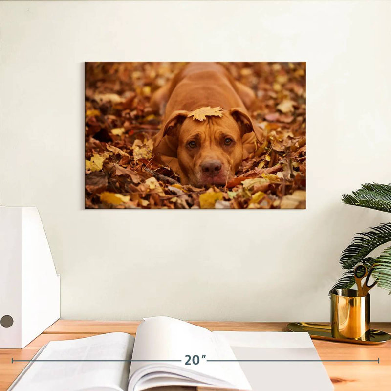 Mignon Pitbull d'automne, H 8 po x l 12 po