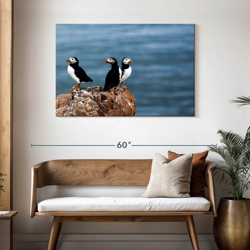 Brampt Puffins In Iceland