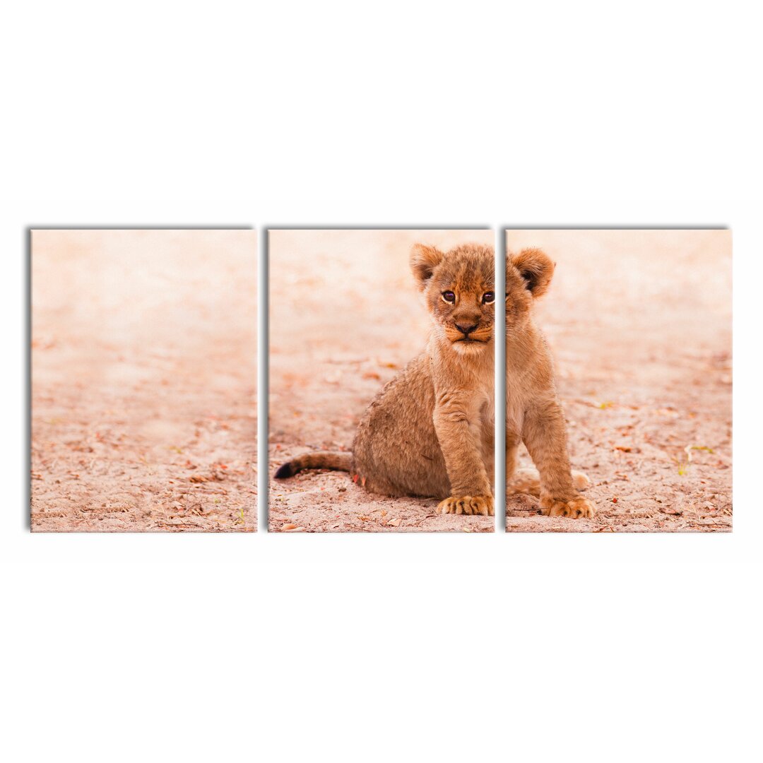 3-tlg. Leinwandbilder-Set Abandoned Lion Cub