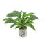 Rohdea Japonica Bush in Decorative Glass Vase