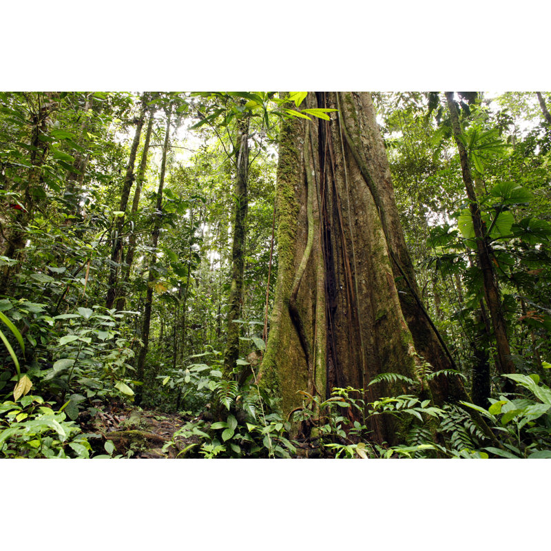 Large Tree Trunk In Tropical Rainforest - Wrapped Canvas Print, 81cm H x 122cm W x 3.8cm D