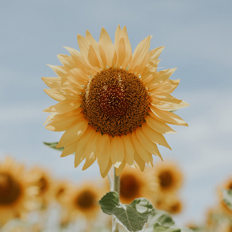 «Sunflower in Seville» par Claudia Casal, reproduction sur toile tendue, H 12 po x l 12 po, Toile tendue, Non