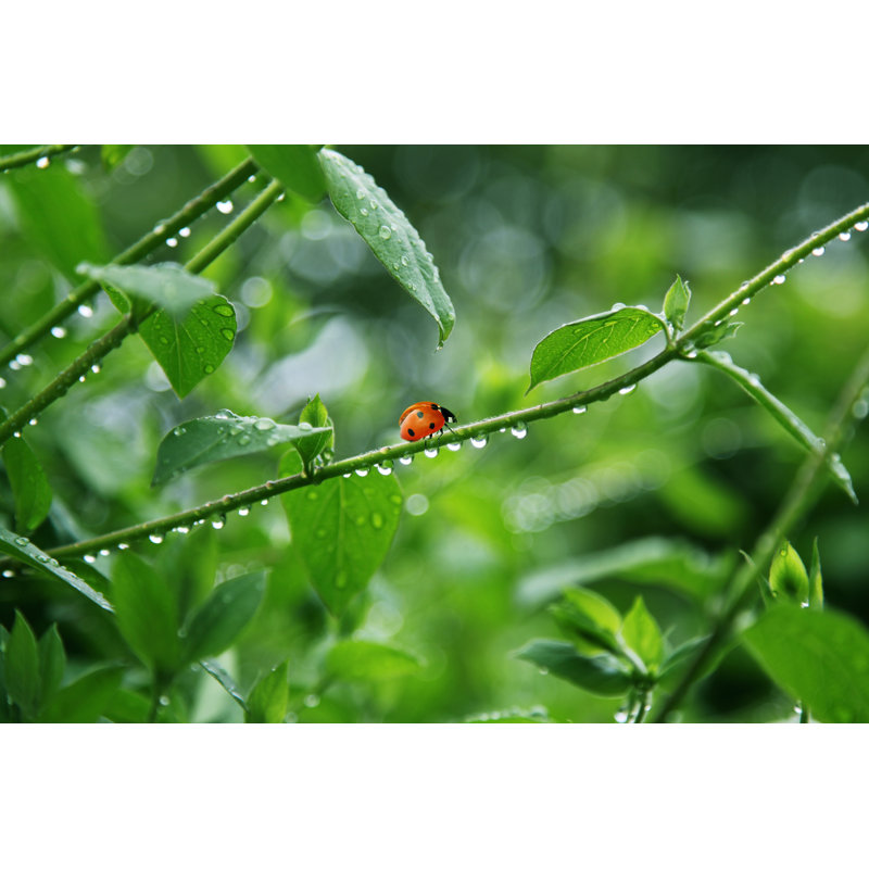 Ladybug - Wrapped Canvas Print, 51cm H x 76cm W