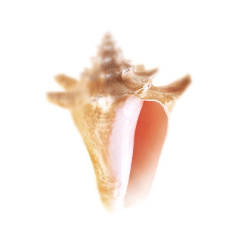 Sea Shell In White V Print by Sofia Fox, Outdoor, 40" H x 30" W x 1.5" D
