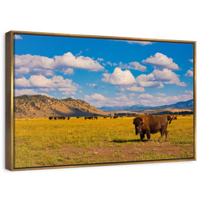 Bison In National Park