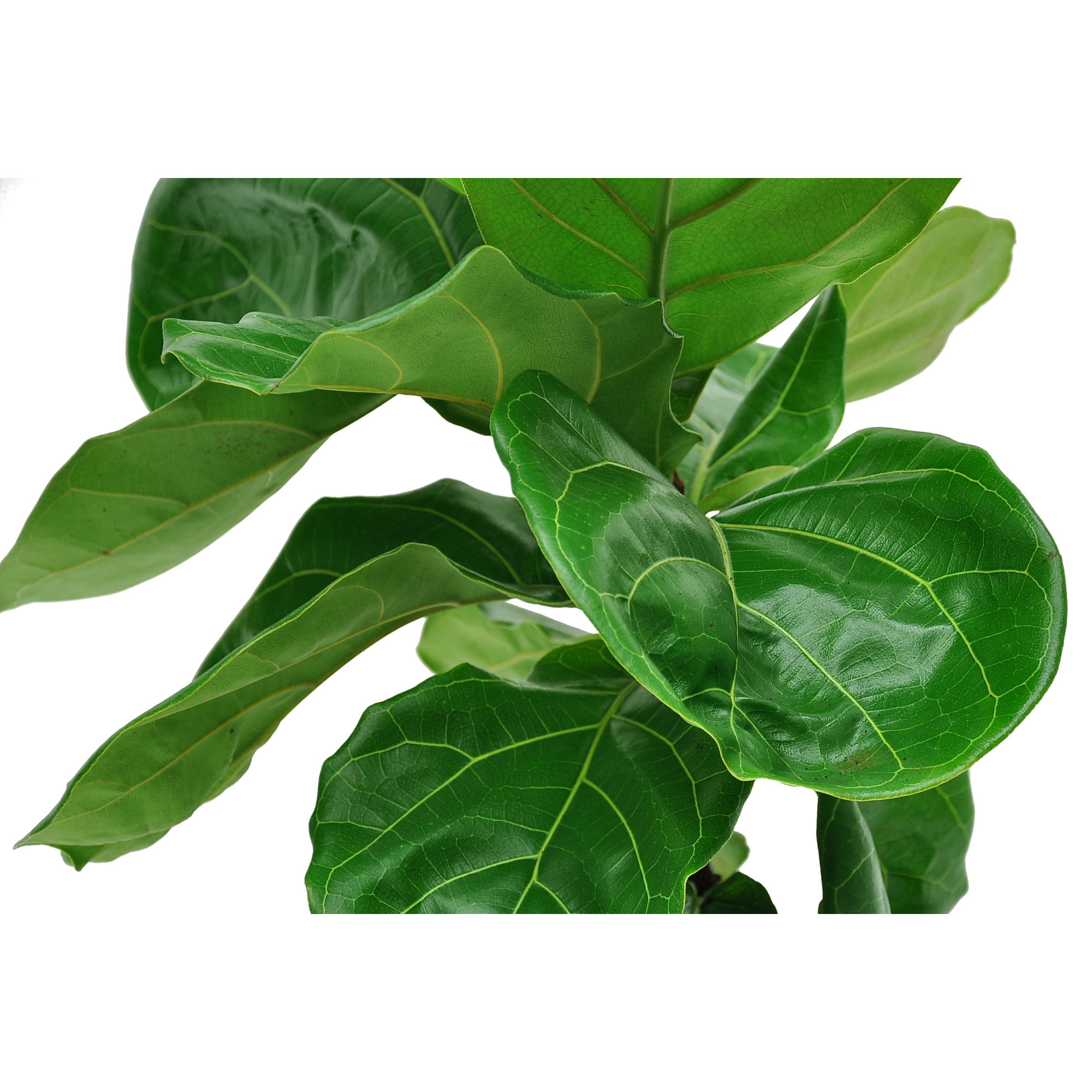 Costa Farms Indoor Fiddle Leaf Ficus Lyrata House Plant in Pot, 22" H x 10" W x 10" D