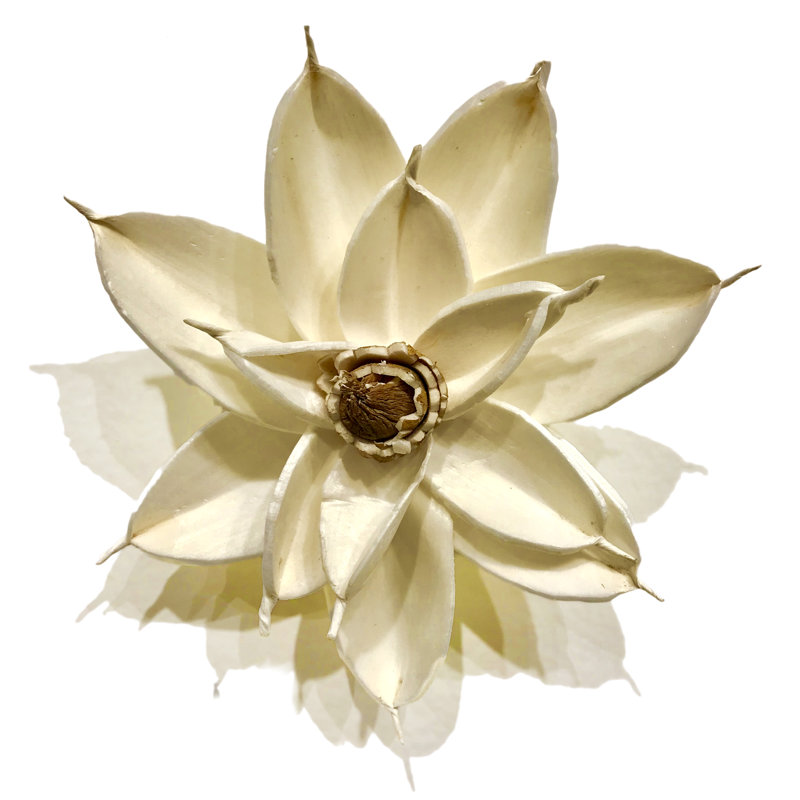 Aimant blanc Magnolia Bloom, 4 po