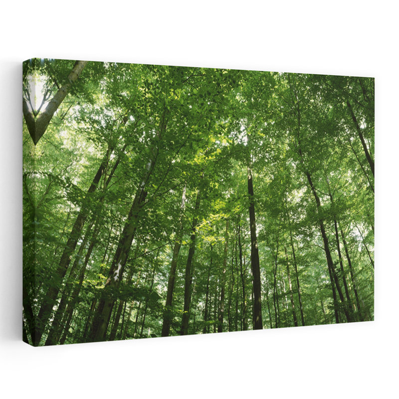 Faible angle de vue des arbres de hêtre, Allemagne, H 32 po x l 48 po