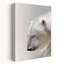 Ours polaire serein-129144577