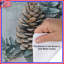 Pinecone Eucalyptus Arrangement Duvet Covers-125233205