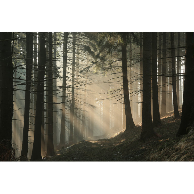 " Coniferous Forest ", 20" H x 30" W x 1" D