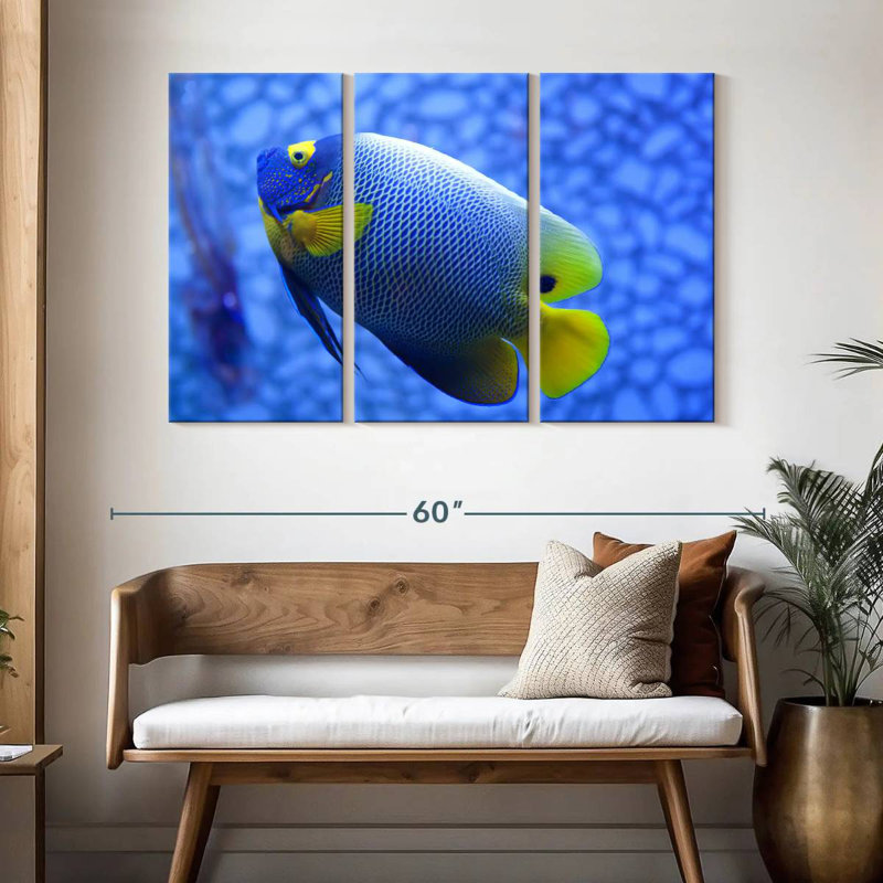 Angelfish bleu corail Brampt, H 32 po x l 50 po