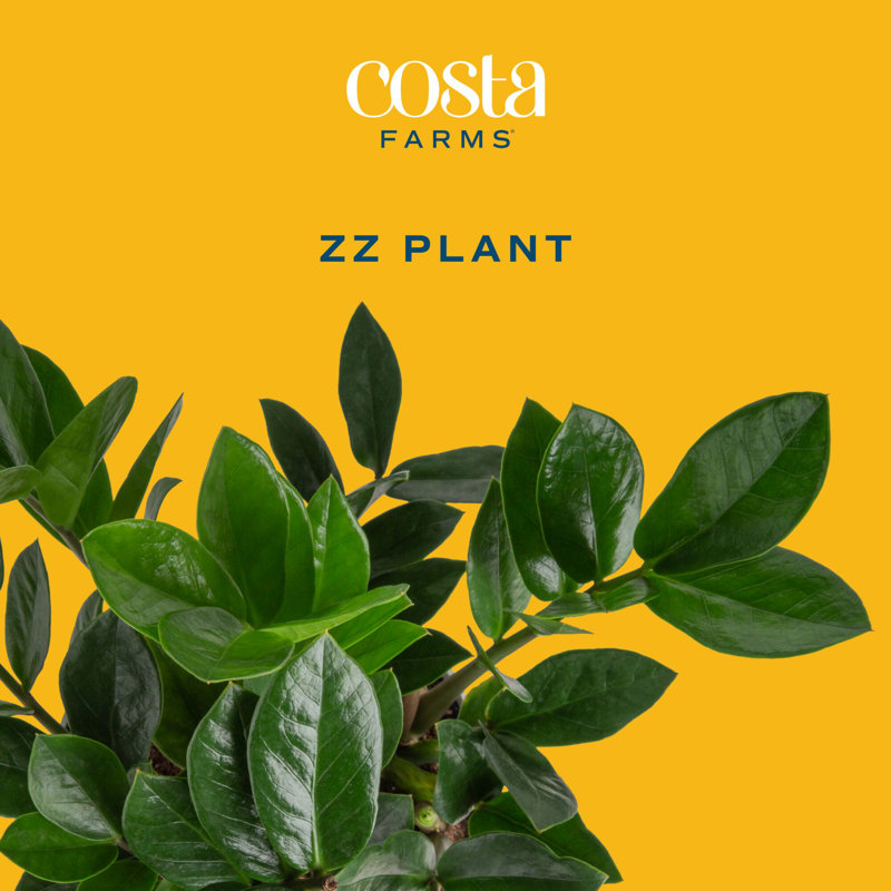 ZZ Plant in Planter