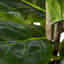 Figuier figuier artificiel 72 po Pure Garden