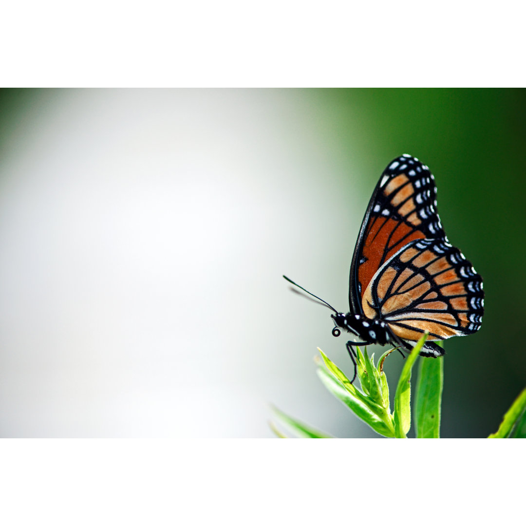 Monarch Schmetterling von KatMillis - Leinwand Kunstdrucke