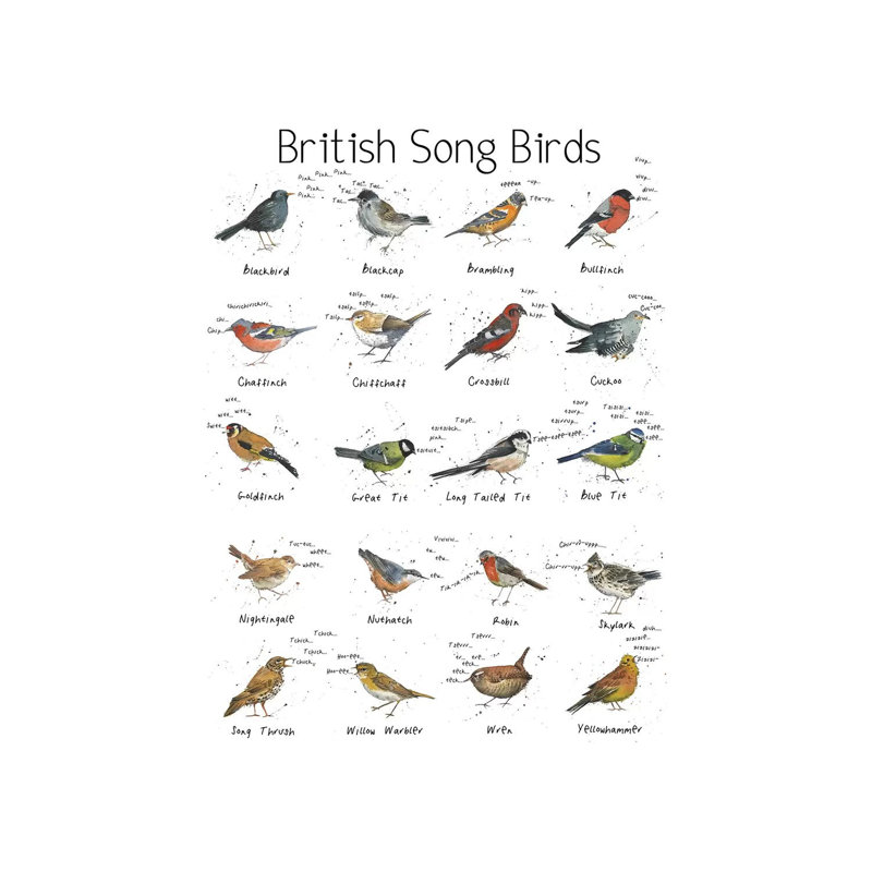 British Song Birds by Michelle Campbell - Wrapped Canvas Print, 30.48 cm H x 45.72 cm W