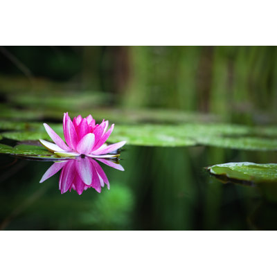 Pink Waterlily - Wrapped Canvas Print