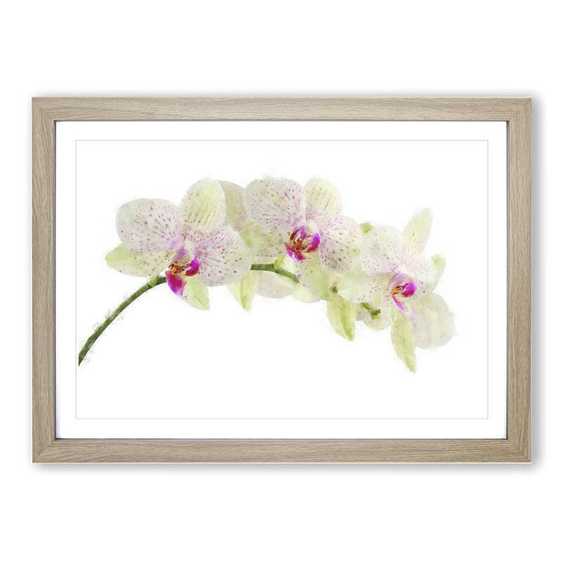 Orchid Flowers Vol.1 - Framed Print, 36cm H x 48cm W x 2cm D, Oak Framed