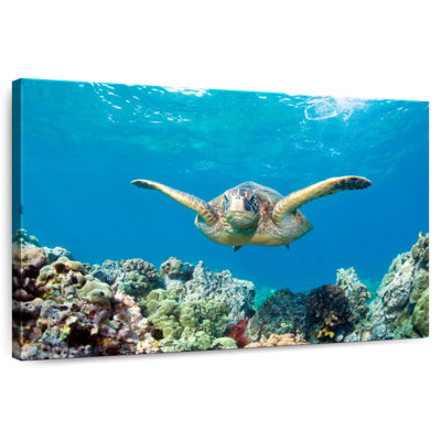 Tortue de mer verte Maui