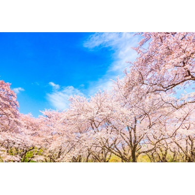 " Sakura Tree In Japan "