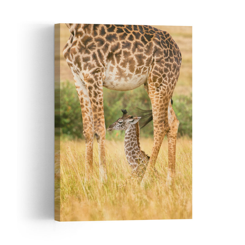 Sleeping Giraffe Calf Peaceful Serene Contemporary Giraffe Nature Wildlife Wall Art Print, 60.96cm H x 40.64cm W