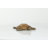 Polystone Turtle Decorative Brown Sculpture
