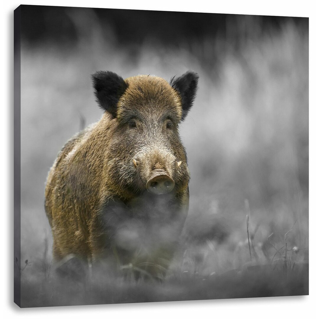 Leinwandbild Einsames Wildschwein im Wald