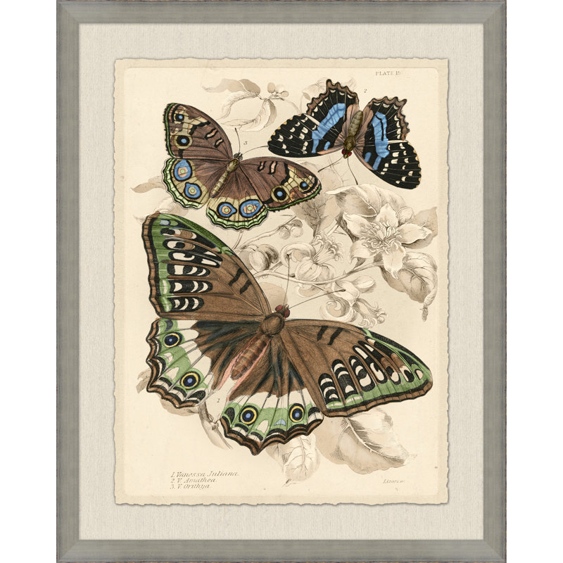 Naturalist Library Papillion 3 Print