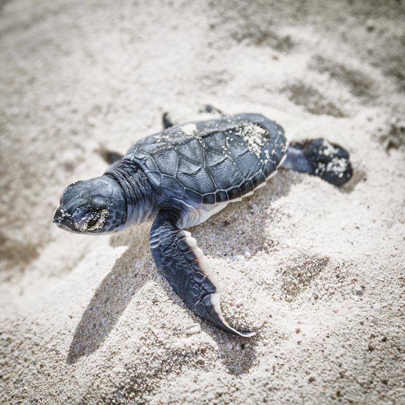 Tortue de mer, nouveau-né. par italiansight, H 30 po x l 30 po