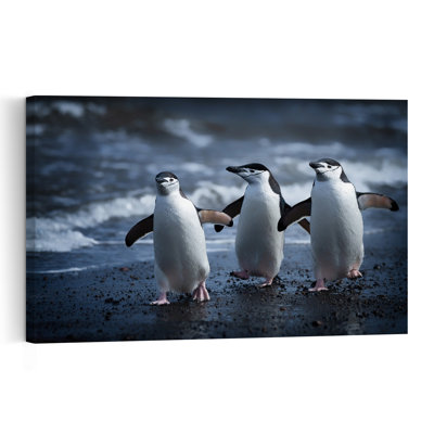 Three Chinstrap Penguins Contemporary Bird Penguin Beach Wall Art Print