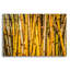 «Bamboo» par Mark A Paulda, art mural en verre acrylique-1056563324