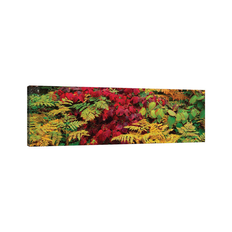 Fall Foliage in a Forest, Adirondack Mountains, Franklin County, New York State, USA II 1 Piece Wrapped Canvas Panoramic Wall Art