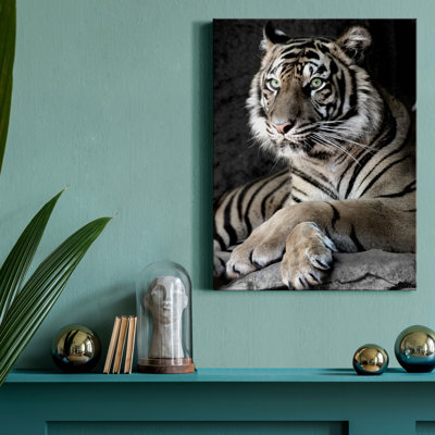 " Sumatran Tiger "