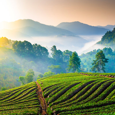 Misty Morning Mountains par Primeimage