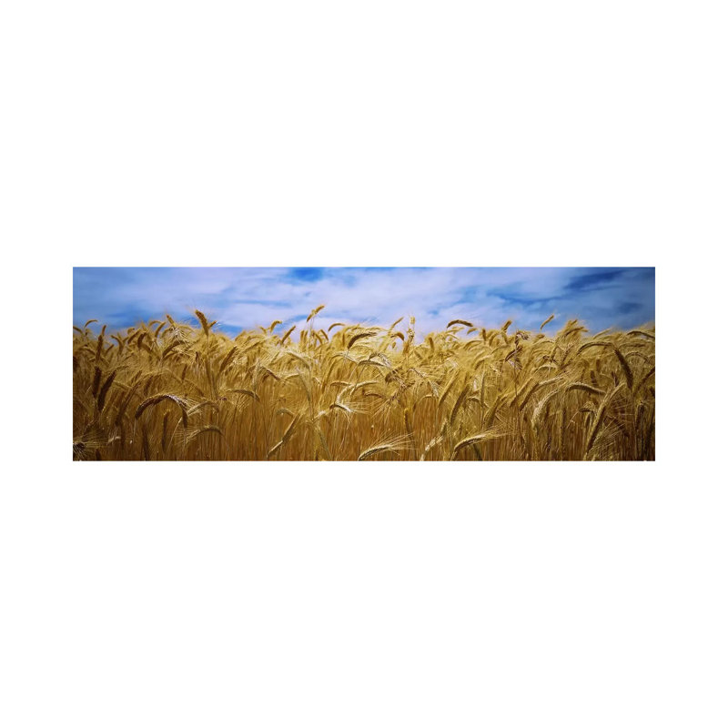 Wheat Crop Growing In A Field, Palouse Country, Washington State, USA - Wrapped Canvas Panoramic Print