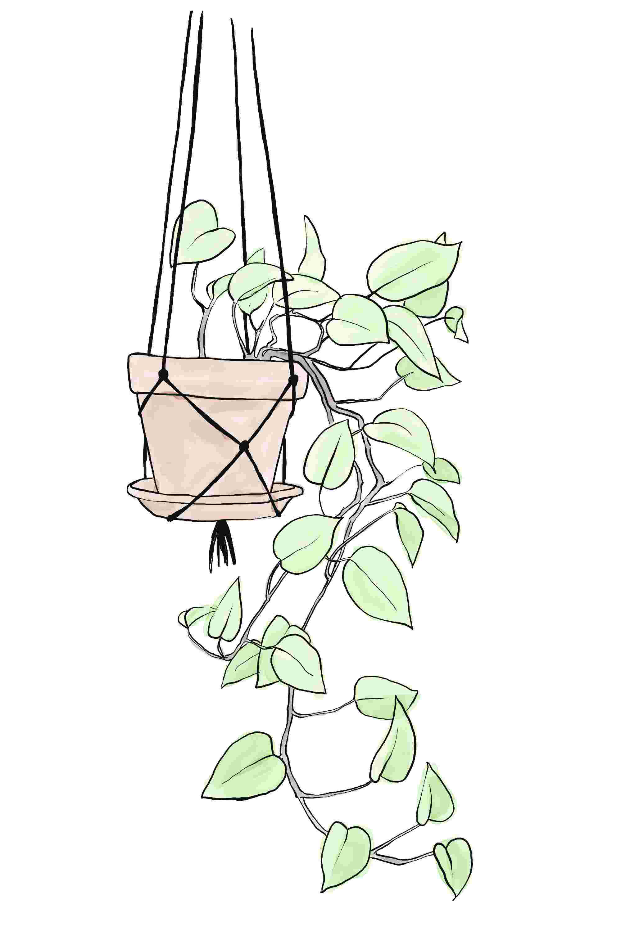 hanging plants in room English Ivy Plant in Hanging Basket – Lush, Air-Purifying Indoor/Outdo –  The Garland Guy main image 1