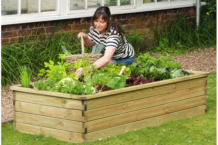 Woman with a wicker basket harvesting vegetables from a wooden raised bed garden