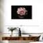 Rose œillet Harnek-108692693