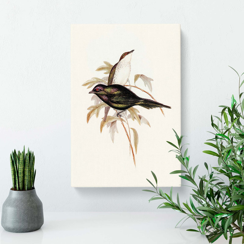 Shining Starling by Elizabeth Gould - Wrapped Canvas, 76cm H x 50cm W x 3cm D