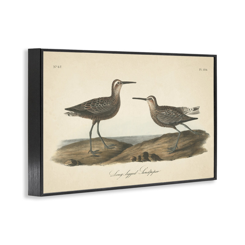 Long Legged Sandpiper Grey Framed Giclee Art by Wild Apple Portfolio, Black, 12" H x 18" W