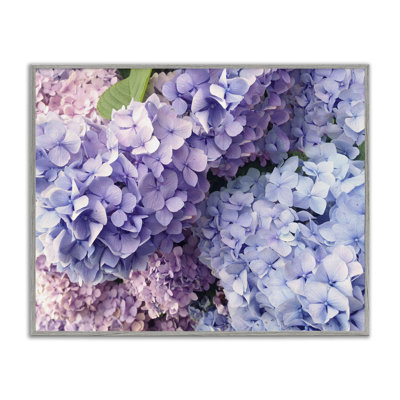 Pastel Hydrangea Flower Petals Giclee Art By Lil' Rue