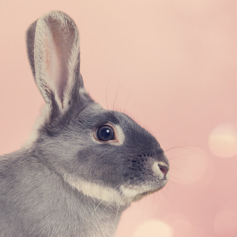 Rabbit by D-Keine - No Frame Art Prints on Canvas, 30cm H x 30cm W