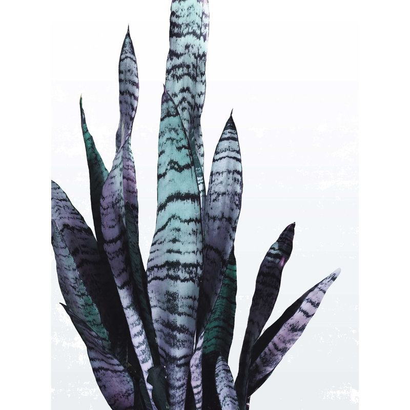 " Snake Plant Muted Blue ", 16" H x 12" W
